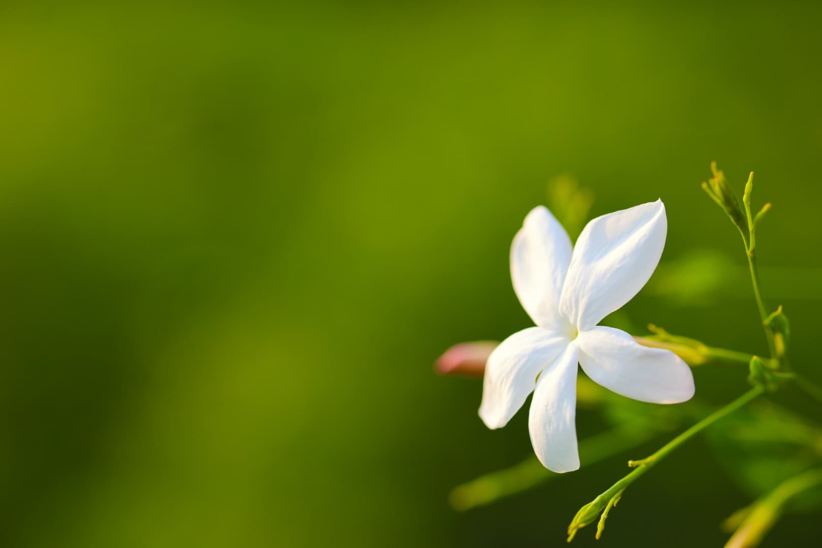 Jasmine Grandiflorum - Bloom Close-Up