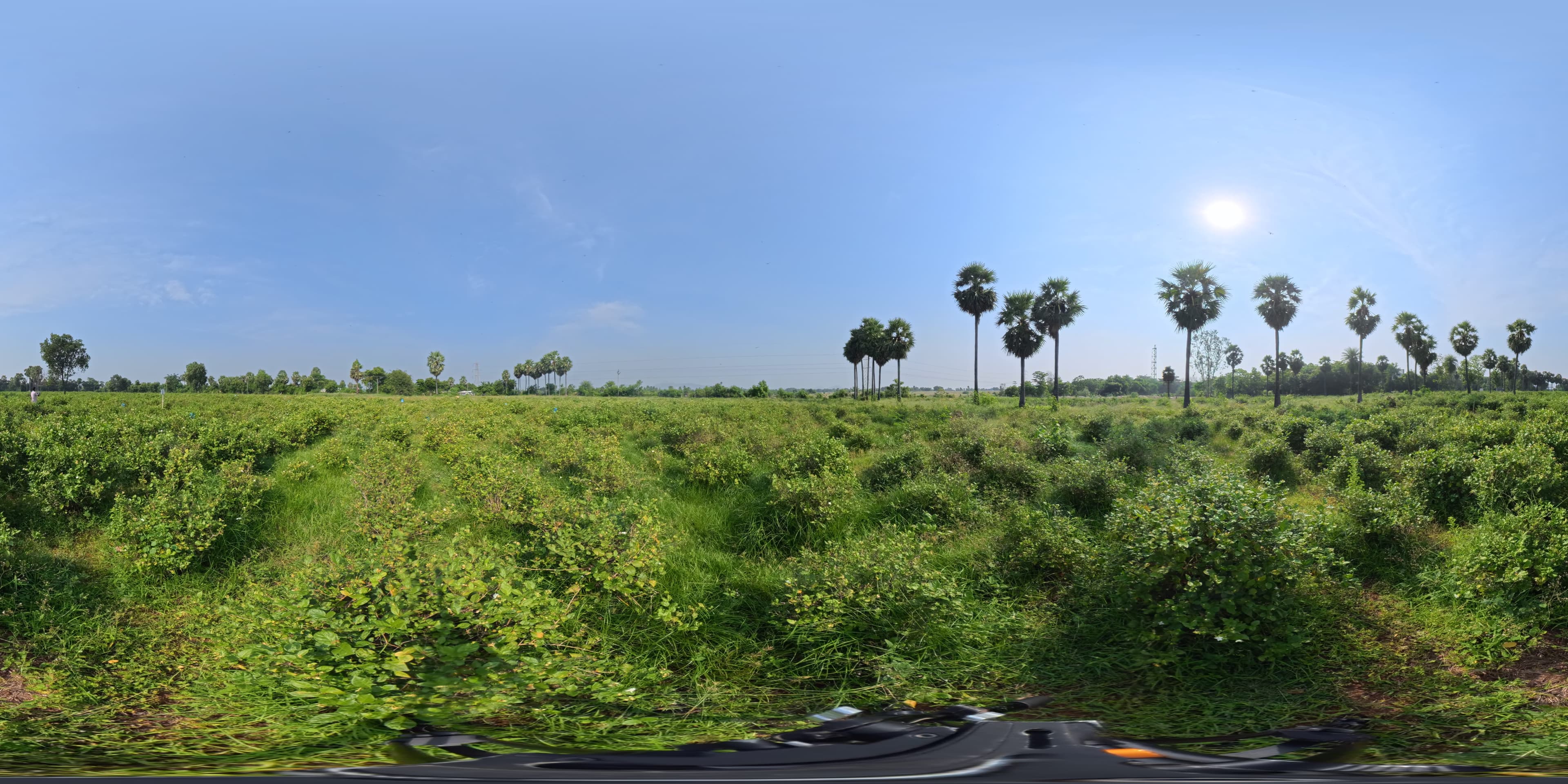 Jasmine Sambac - Estate Farmland
