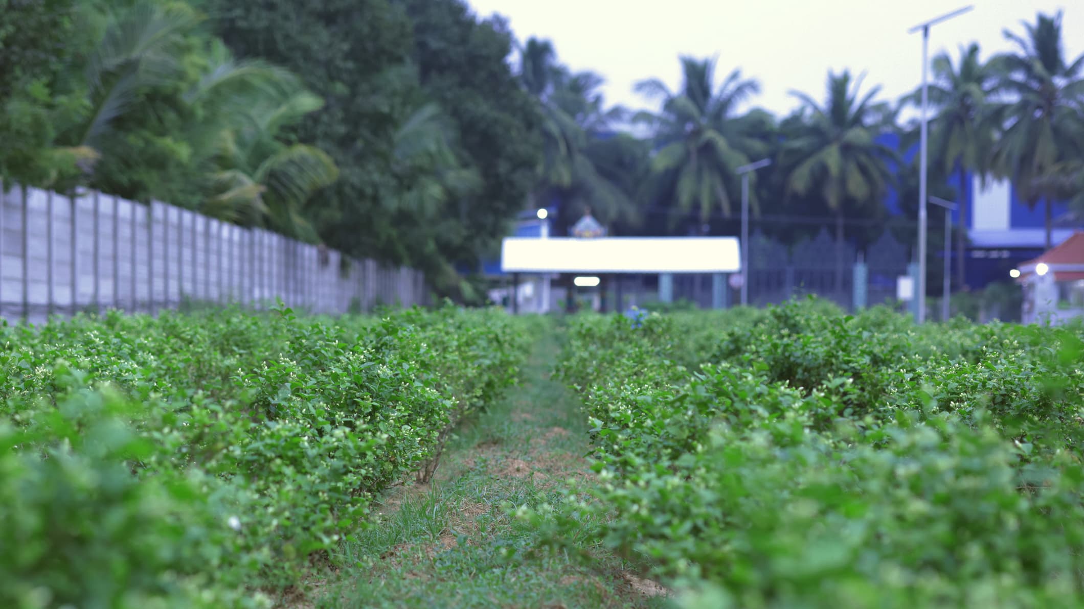 Amitié Fleur Botanical Plantation
