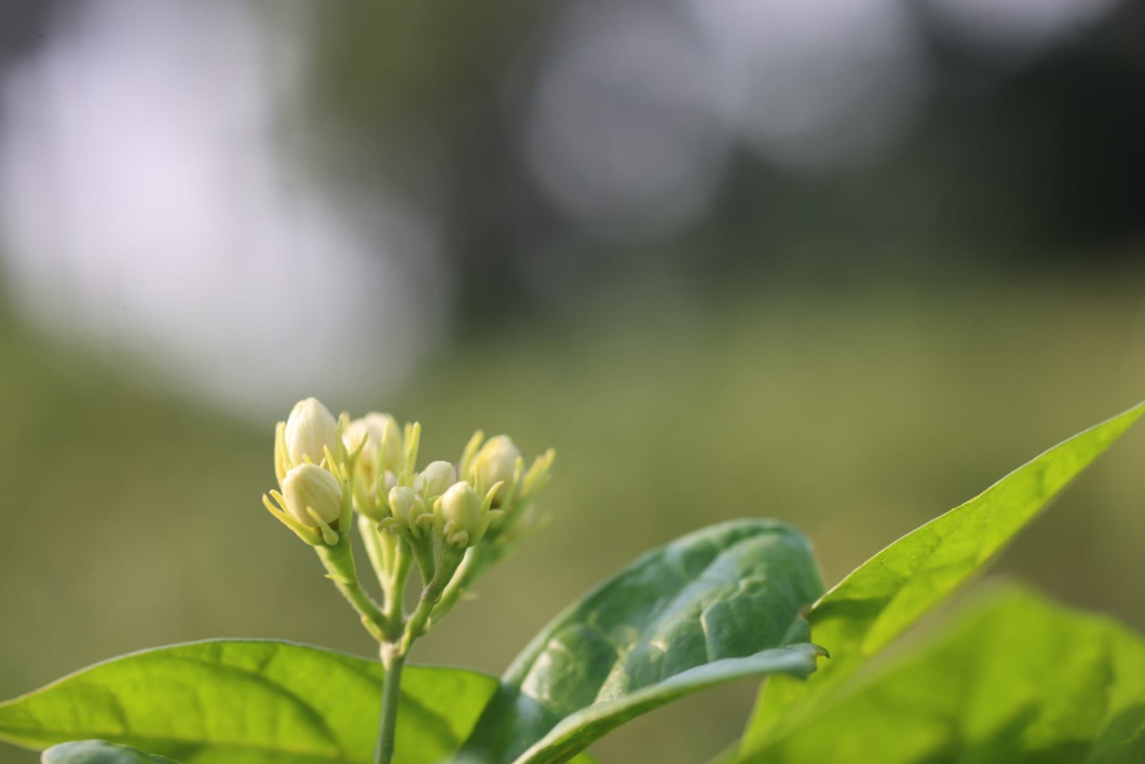 Jasmine Sambac - Bud Close-Up